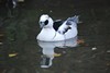 [smew1]