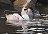 [smew9]