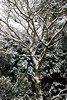 [snow18]