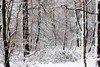 [snow29]