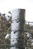 [snow42]