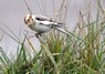 [snowbunting11]