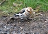 [snowbunting12]