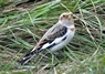 [snowbunting13]