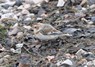 [snowbunting14]