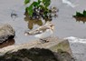 [snowbunting15]