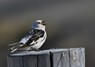 [snowbunting16]