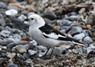 [snowbunting17]