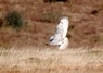 [snowyowl4]