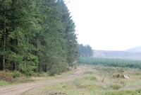 [The edge of the forest]