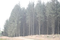 [Part of the forest]
