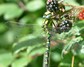 [southernhawker1]