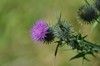 [spearthistle2]