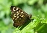 [speckledwood4]