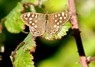 [speckledwood5]