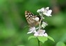 [speckledwood6]