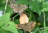 [speckledwood7]