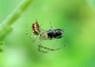 [spider1]