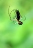 [spider3]