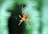 [spider5]
