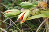 [stinkingiris1]