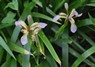 [stinkingiris2]