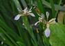 [stinkingiris3]