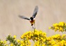 [stonechat1]