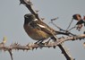 [stonechat2]