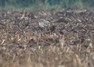 [stonecurlew1]