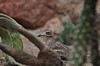 [stonecurlew2]
