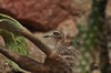 [stonecurlew3]