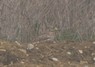 [stonecurlew4]