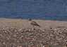 [stonecurlew7]