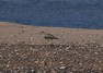 [stonecurlew8]