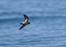 [stormpetrel1]