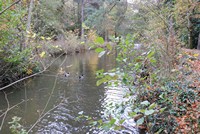 [A canal leading to the lake at Stover Country Park]