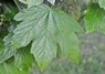 [sycamore2]