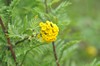 [tansy1]