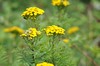 [tansy2]