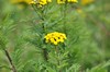 [tansy3]