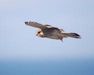 [kestral]