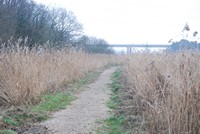[path through reed beds looking towards motorway]