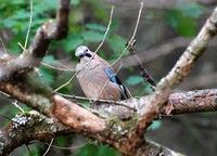 [Jay photographed at Stover Country Park]