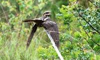 [Nightjar photographed on Ideford Common]