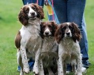 [Spaniels waiting for the off at the gundog scurry]