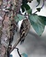 [treecreeper1]