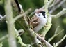 [treesparrow2]