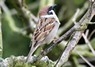 [treesparrow3]