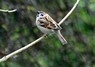 [treesparrow4]